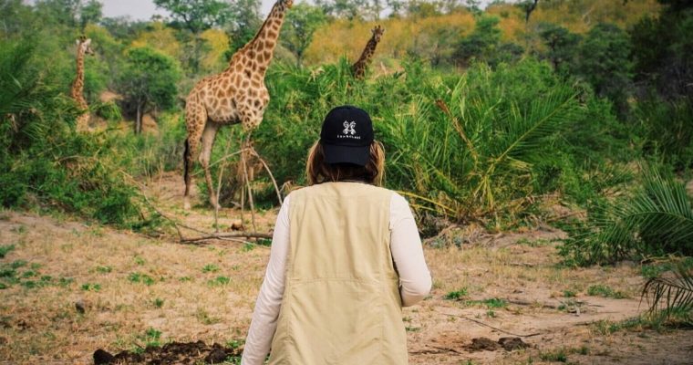 Giraffes spotted on Safari